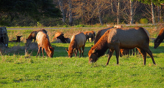 [A herd of females grazes on an open patch of grass.]